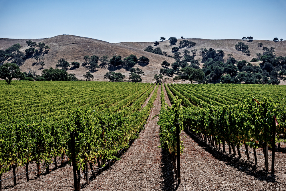 California’s Wine Woes